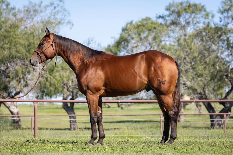 Quarter Horse ($5,000 – $50,000)