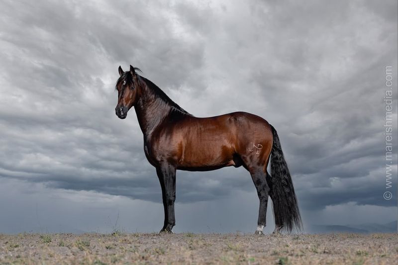 Andalusian - The Noble Steed