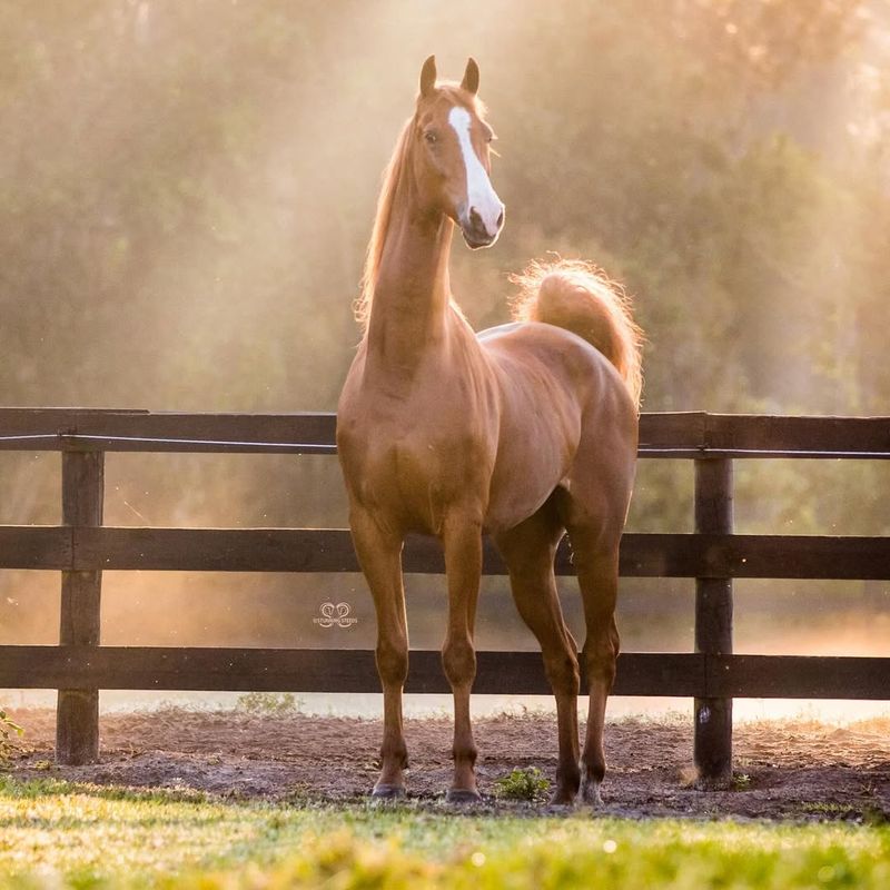 Saddlebred