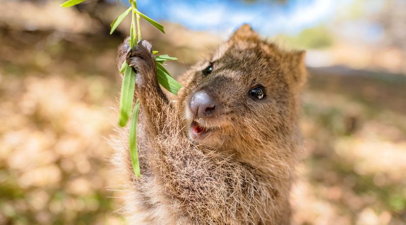 Quokka