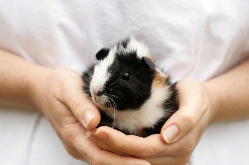 Guinea Pig