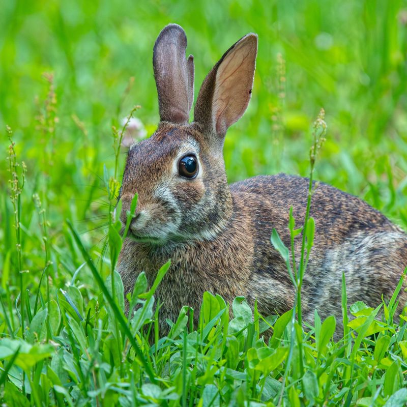 Rabbit