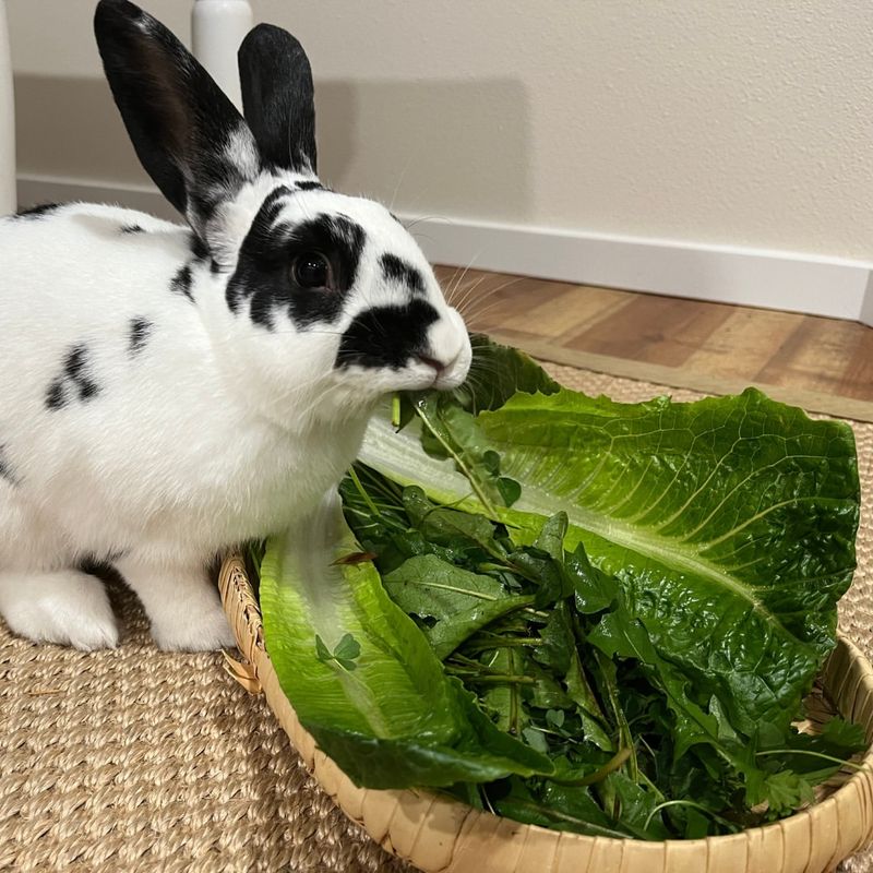 Rabbits Can Live On Lettuce Alone