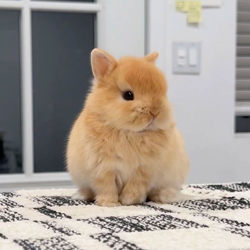 Rabbits Are Quiet Pets