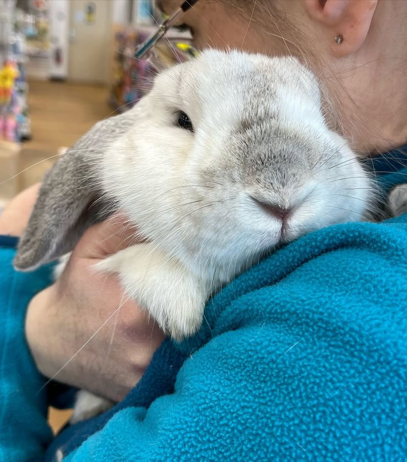 Rabbits Always Like To Be Held