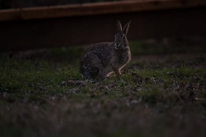 Rabbits Are Nocturnal