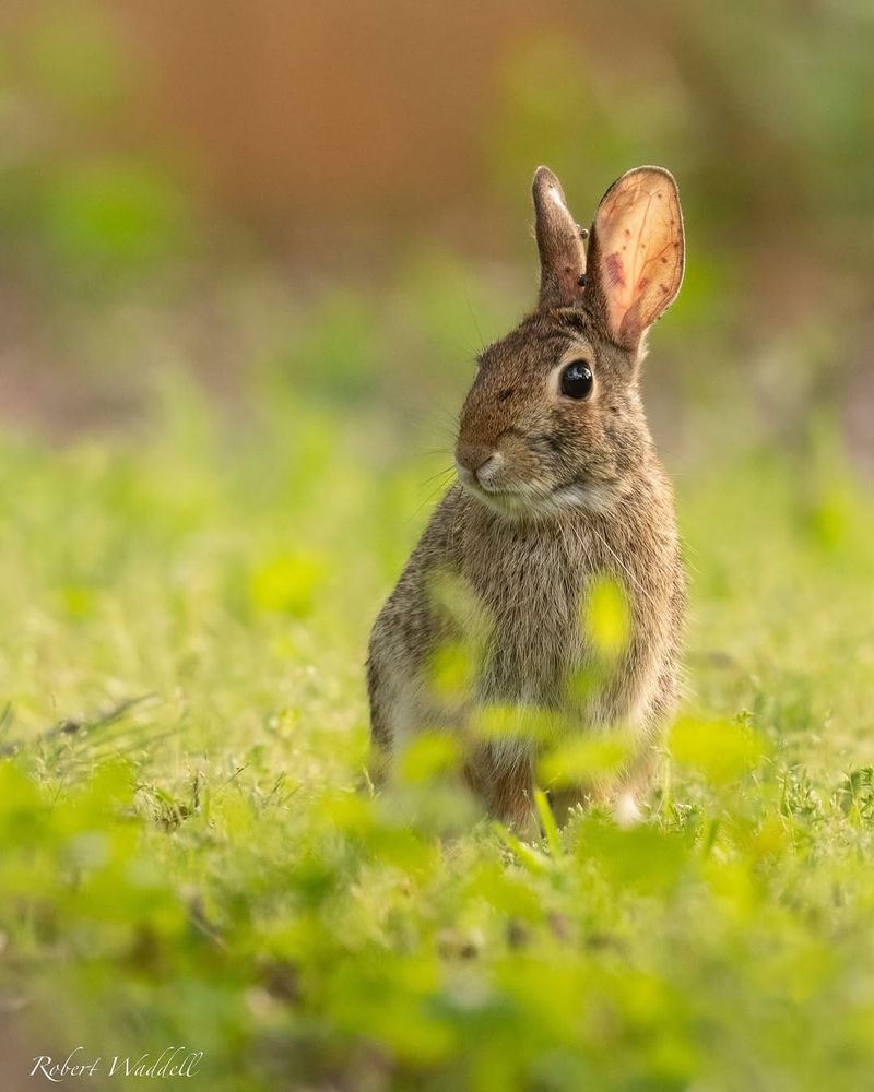 Eastern Cottontail Rabbit