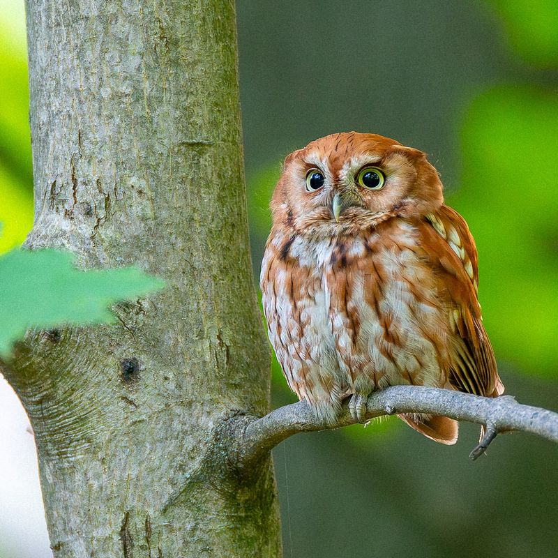 Eastern Screech Owl