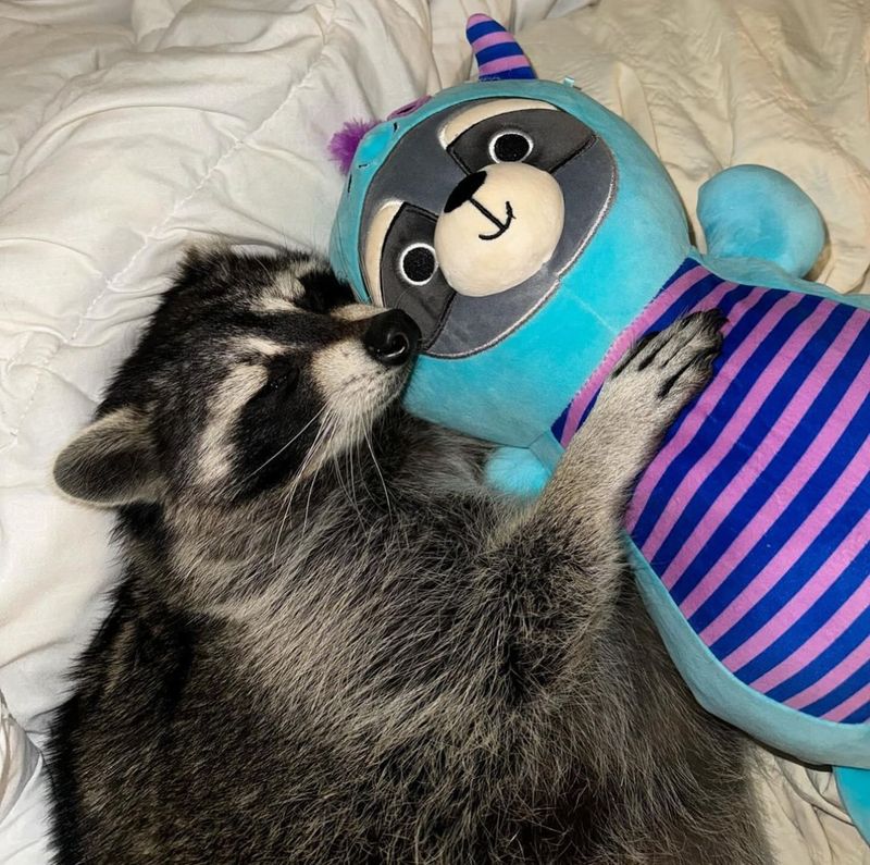 Raccoons Make Terrible Pets