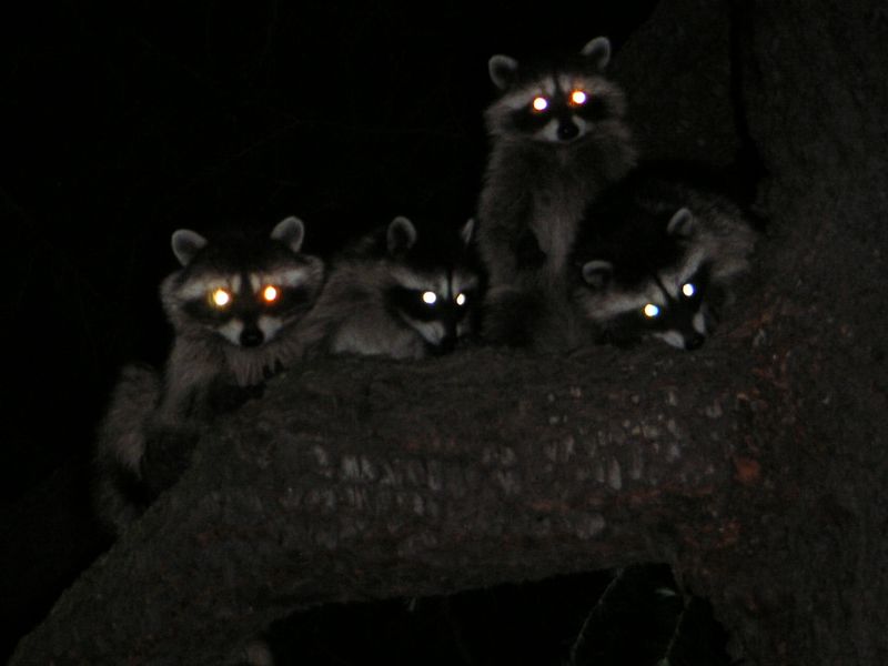 Raccoons Are Nocturnal