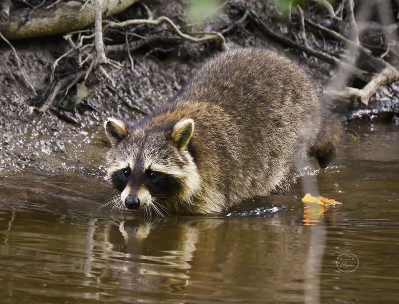 Raccoons Always Wash Their Food