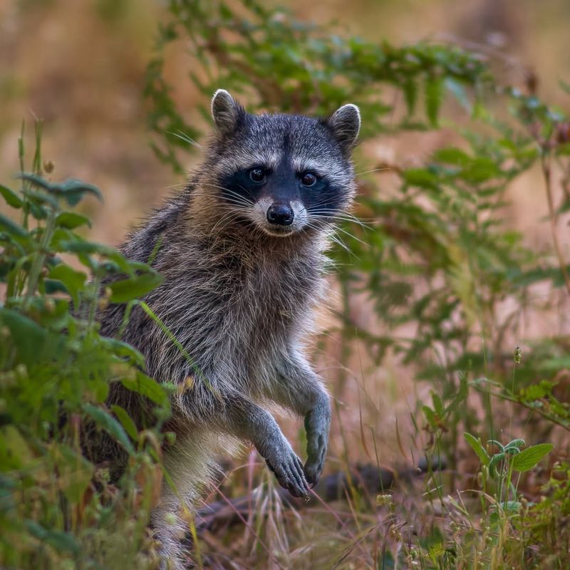 Raccoons Are Harmless To Pets