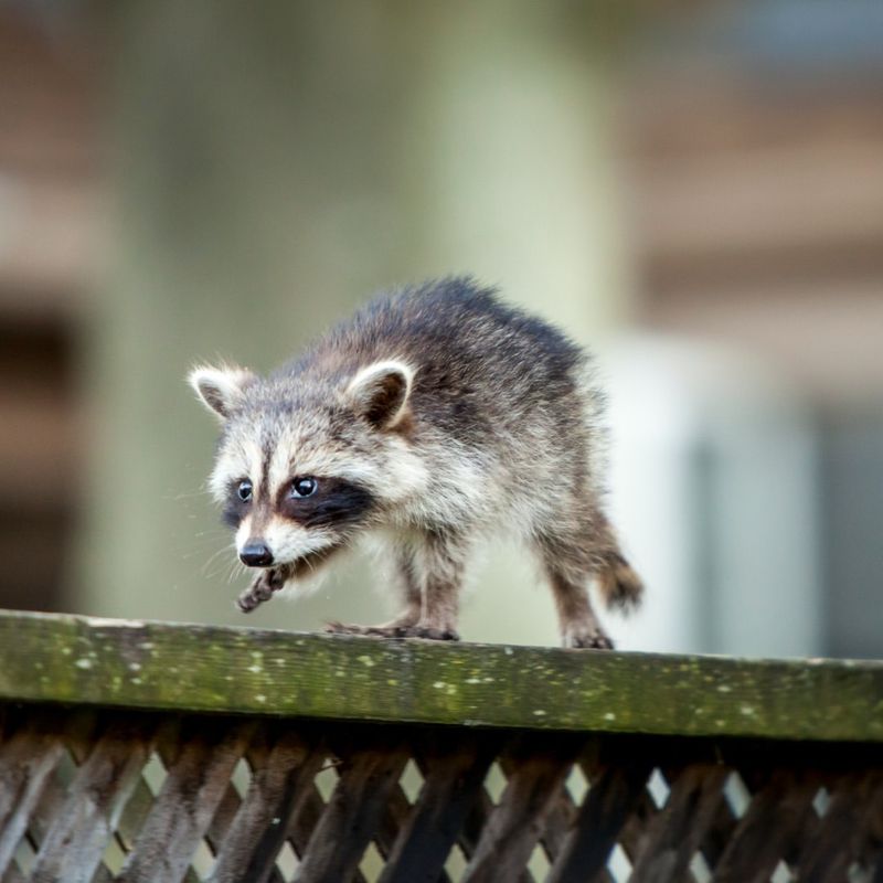 Raccoons Spread Rabies Easily