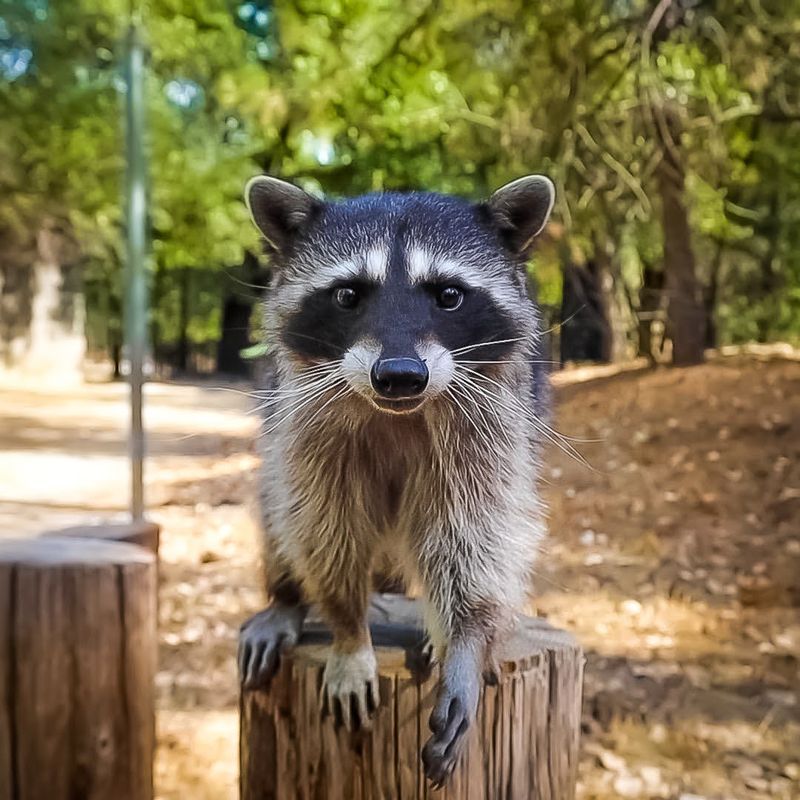 Raccoons Have Short Lifespans