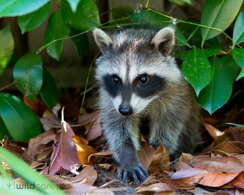 Raccoons Are Only Found In North America