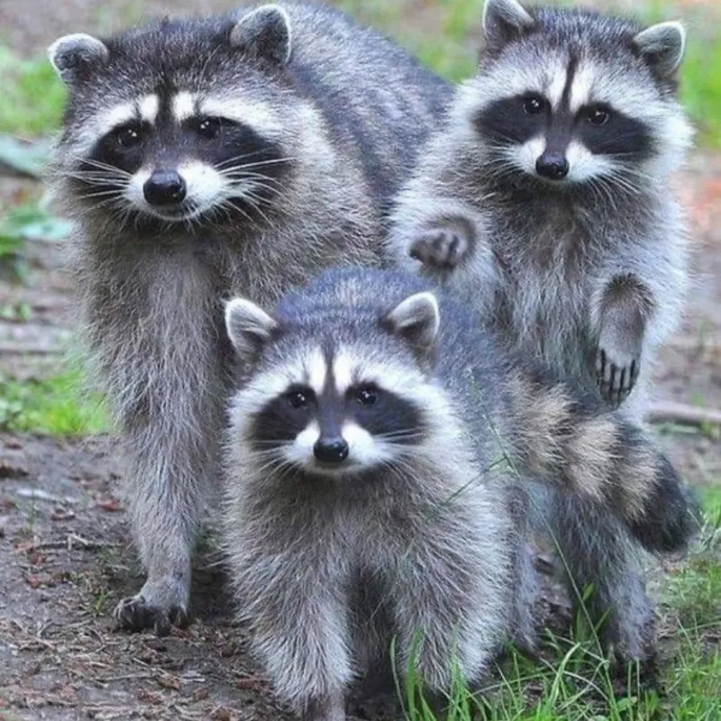 All Raccoons Look Alike