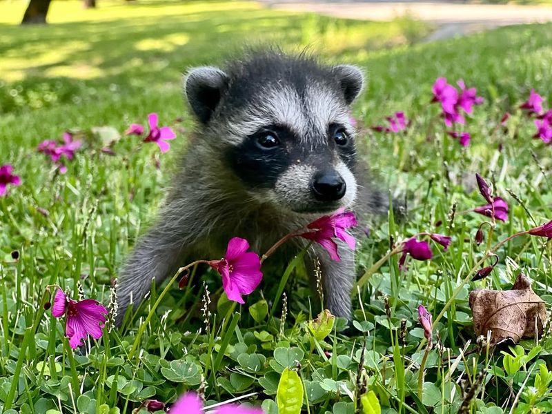 Raccoons Destroy Gardens