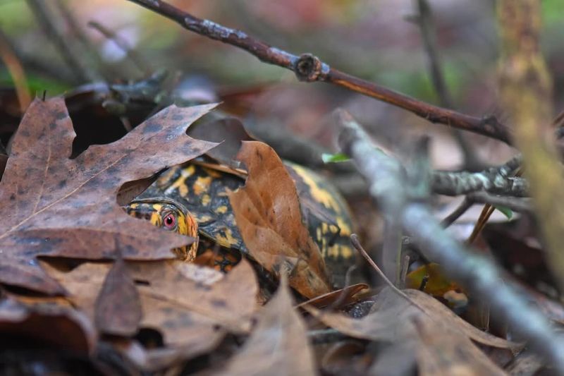 Box Turtles – Under Leaves And Dirt