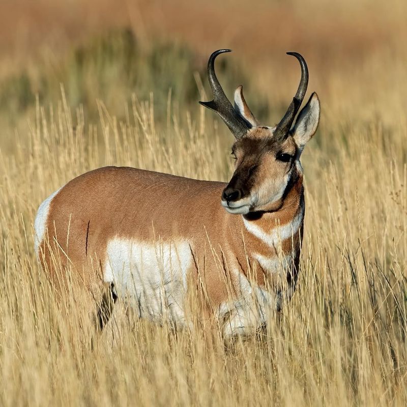 Pronghorn Antelope