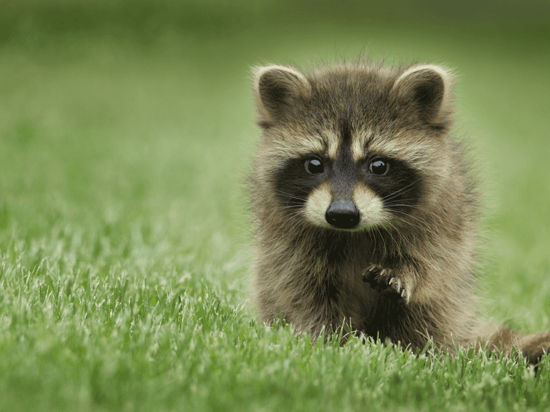 Raccoons