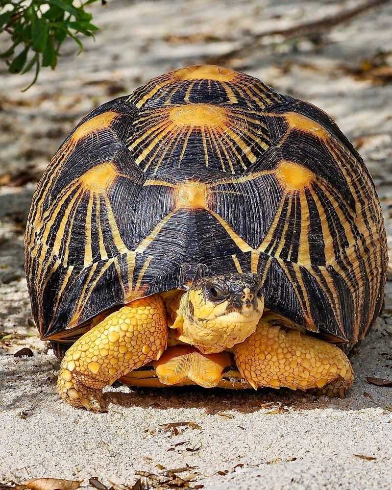 Radiated Tortoise