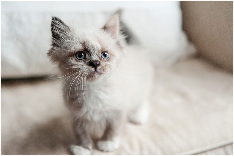 Ragamuffin