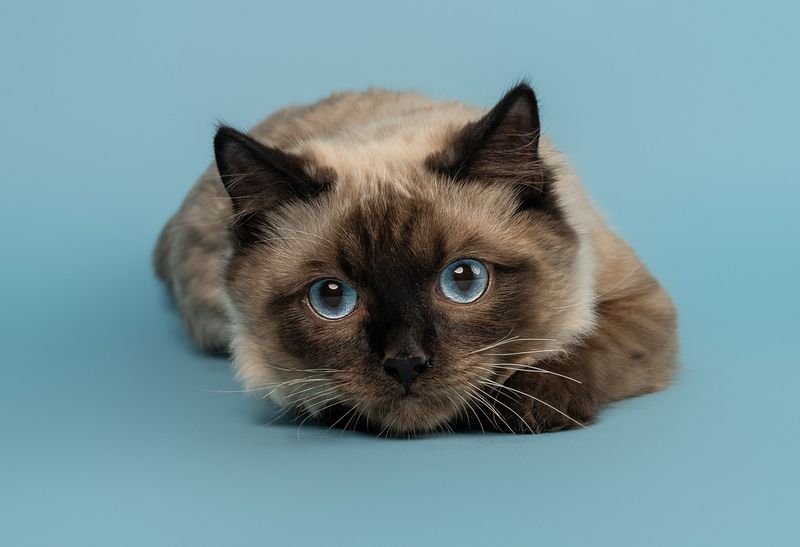 Ragdoll