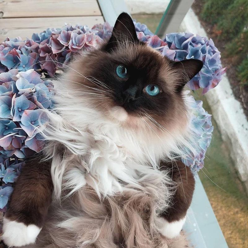 Ragdoll