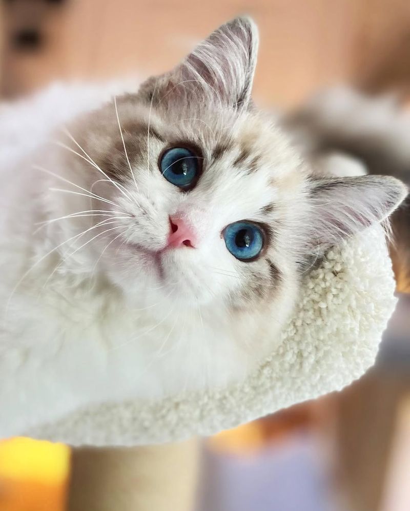 Ragdoll