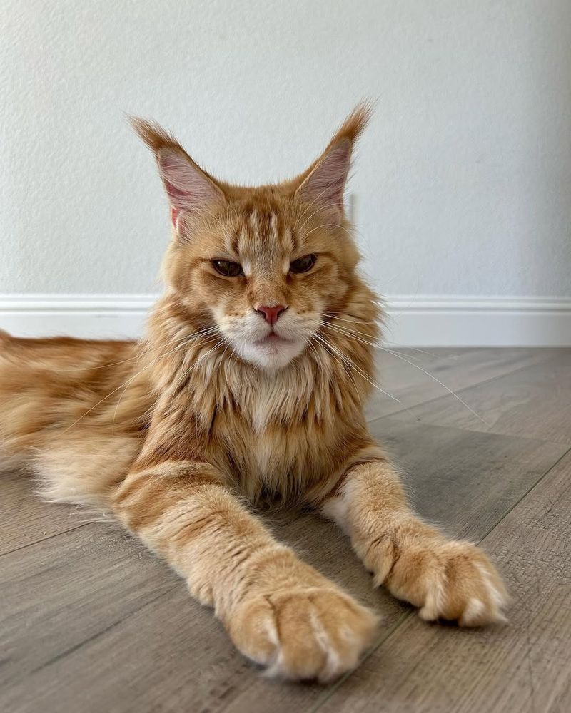 Maine Coon