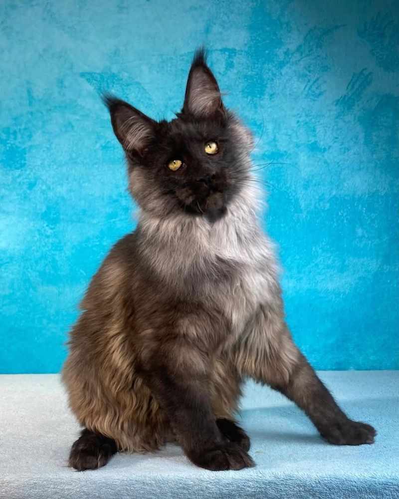 Maine Coon