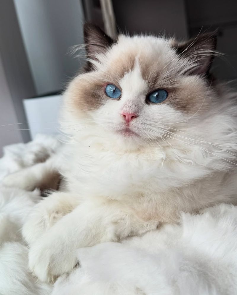 Ragdoll, The Gentle Giant With Stunning Blue Eyes