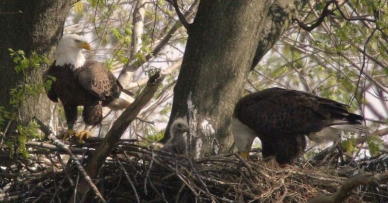 Eagle Family Dynamics