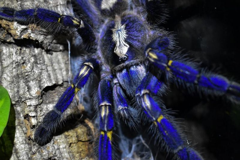 Gooty Sapphire Ornamental – The Sapphire Of The Forest