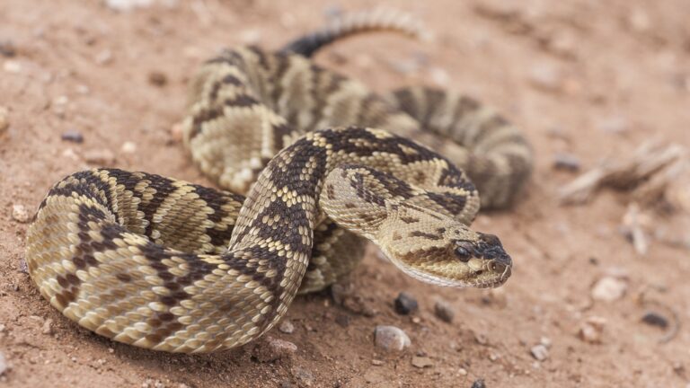 Rare Rattlesnake Found In Central Texas, The Second Ever Recorded In The Area