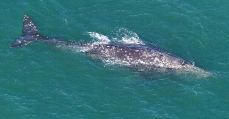 Rare Whale Species Thought To Be Gone Forever, Sighted In The Ocean After 100 Years