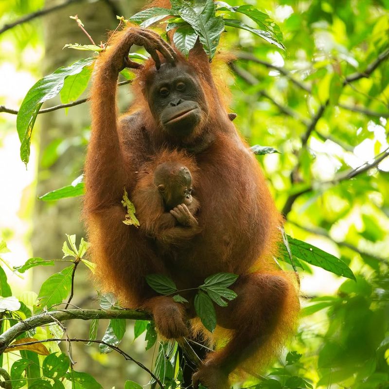 Orangutan Foundation International, Indonesia