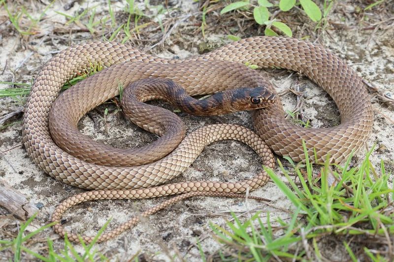 Coachwhip Snake