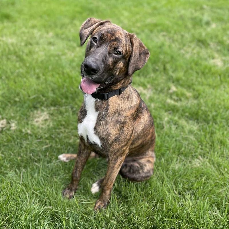 Plott Hound