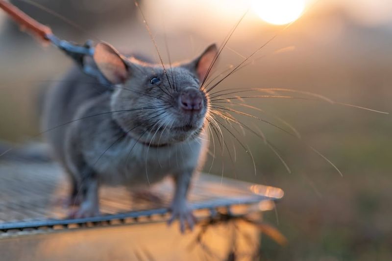 Rats
