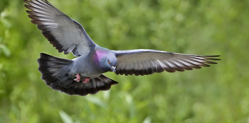 Pigeons' Navigation