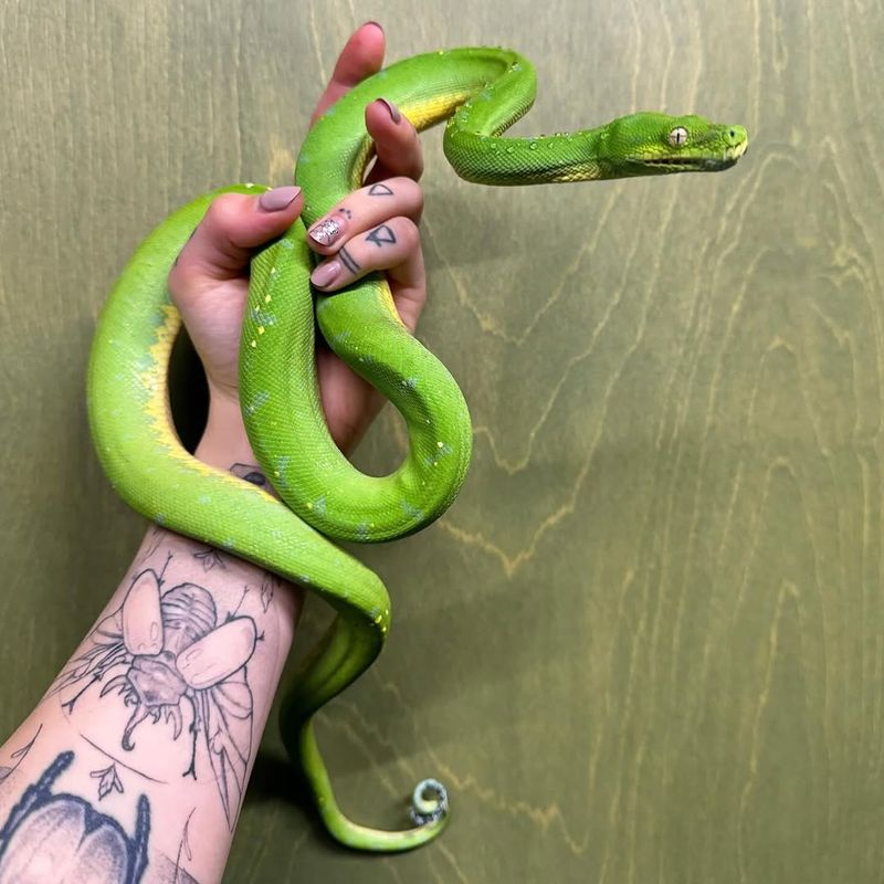 Green Tree Python