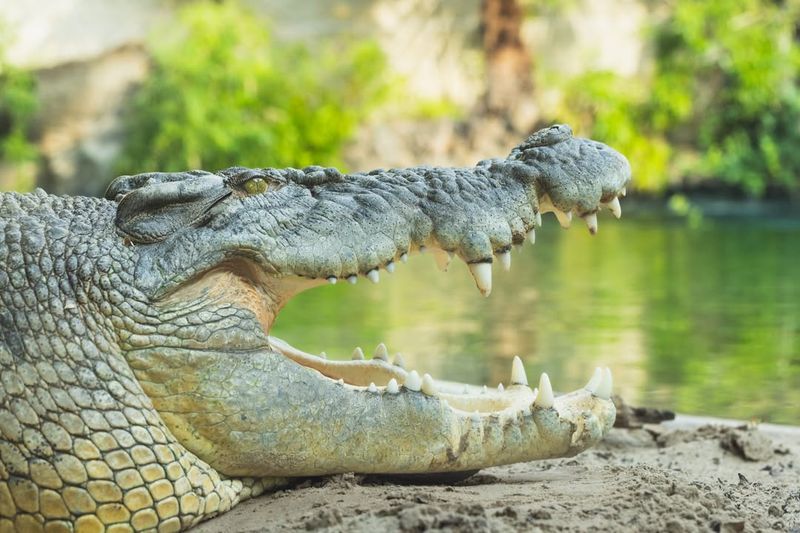 Saltwater Crocodile