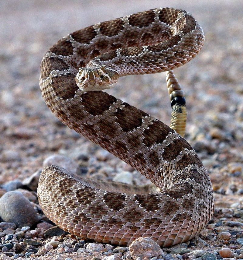 Rattlesnake