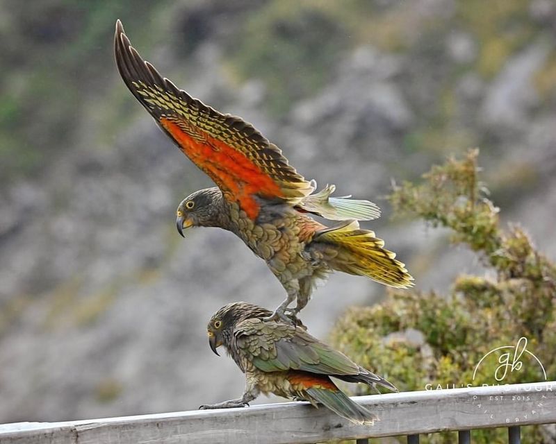 Kea