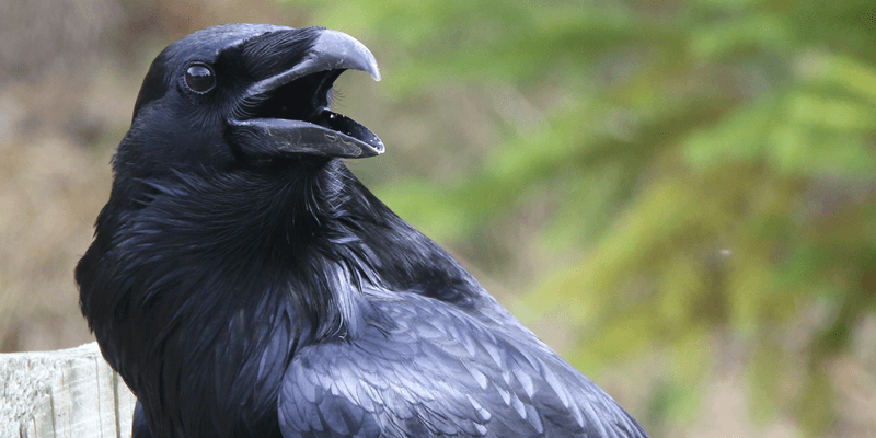 Raven