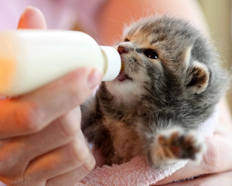 Kitten Formula For Young Cats