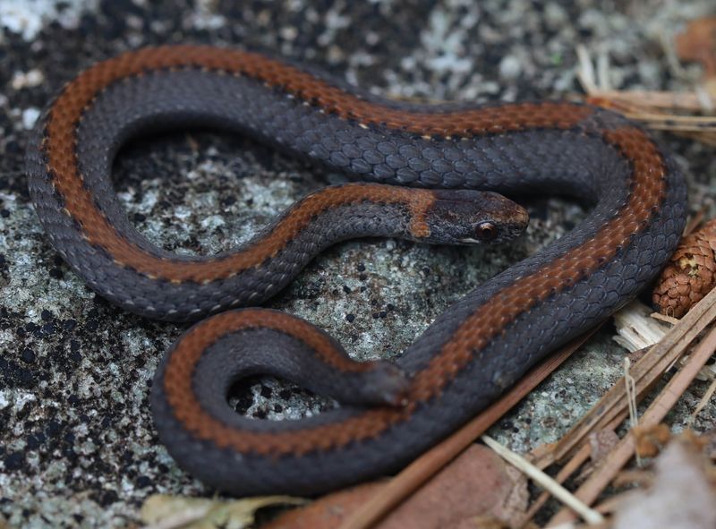 Red-Bellied Snake