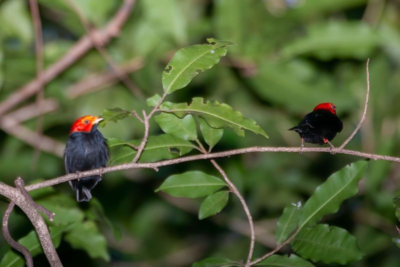 Red-Capped Manakin