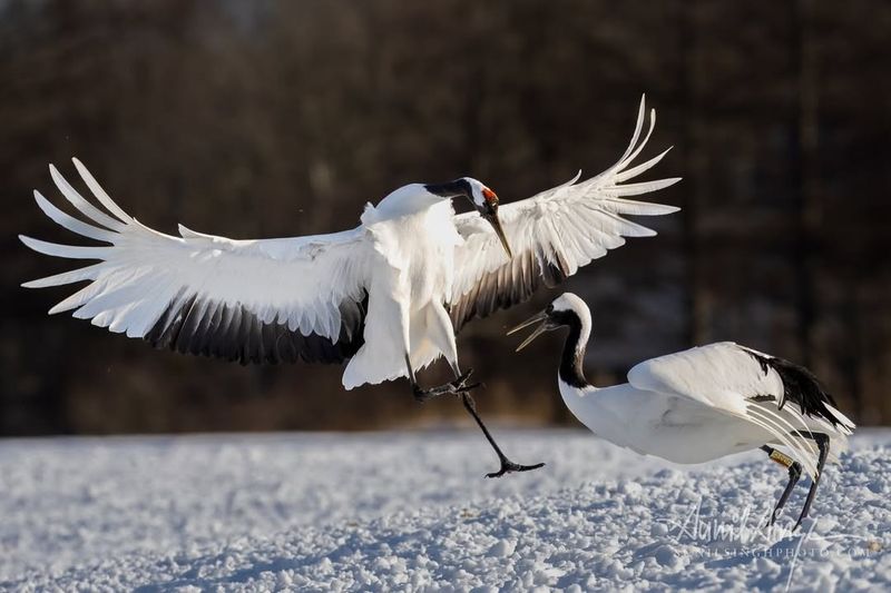 Red-Crowned Crane